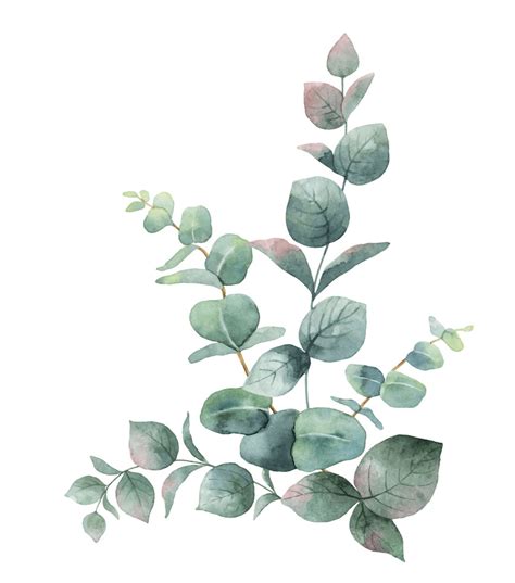 free eucalyptus clipart|eucalyptus free clip art.